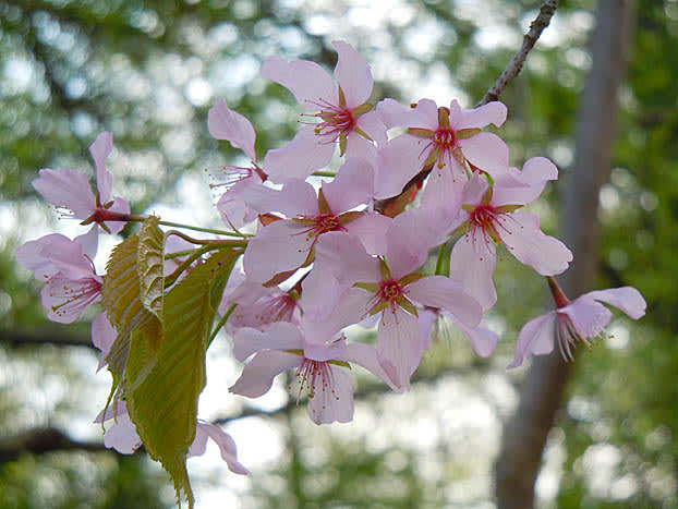 _Prunus nipponica_ i full blom.