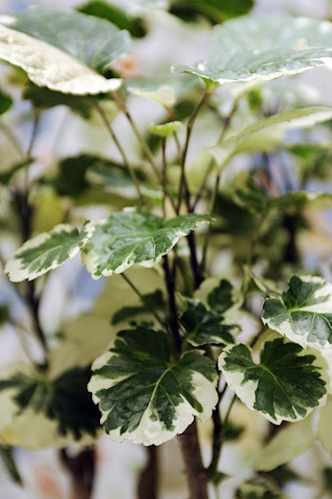 Silveraralia. Foto: Mats Hallgren.