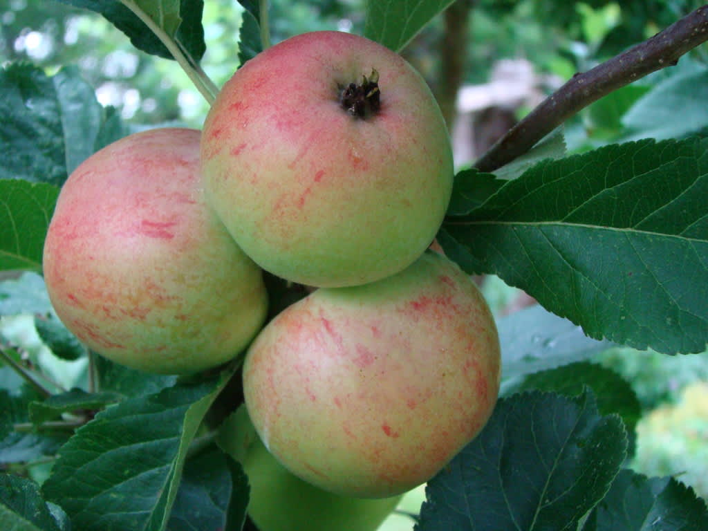 När äppelkarten sitter tätt som i en druvklase behöver trädet hjälp med gallring. 
Foto: Katarina Kihlberg
