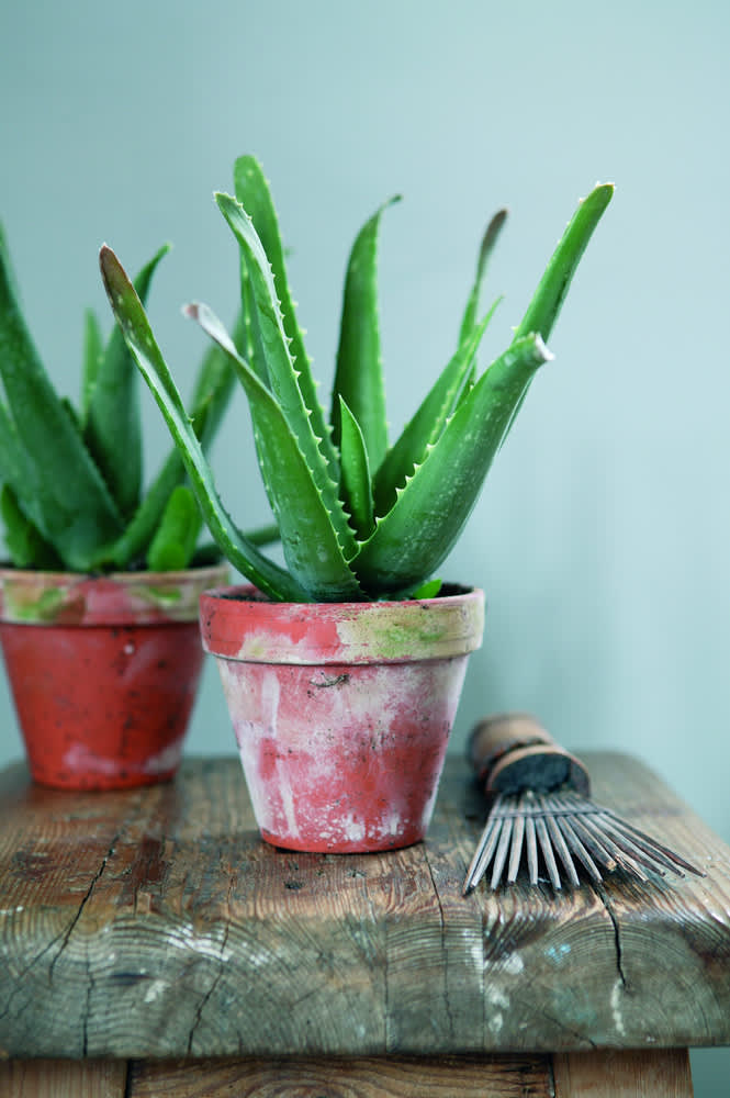 Aloe vera