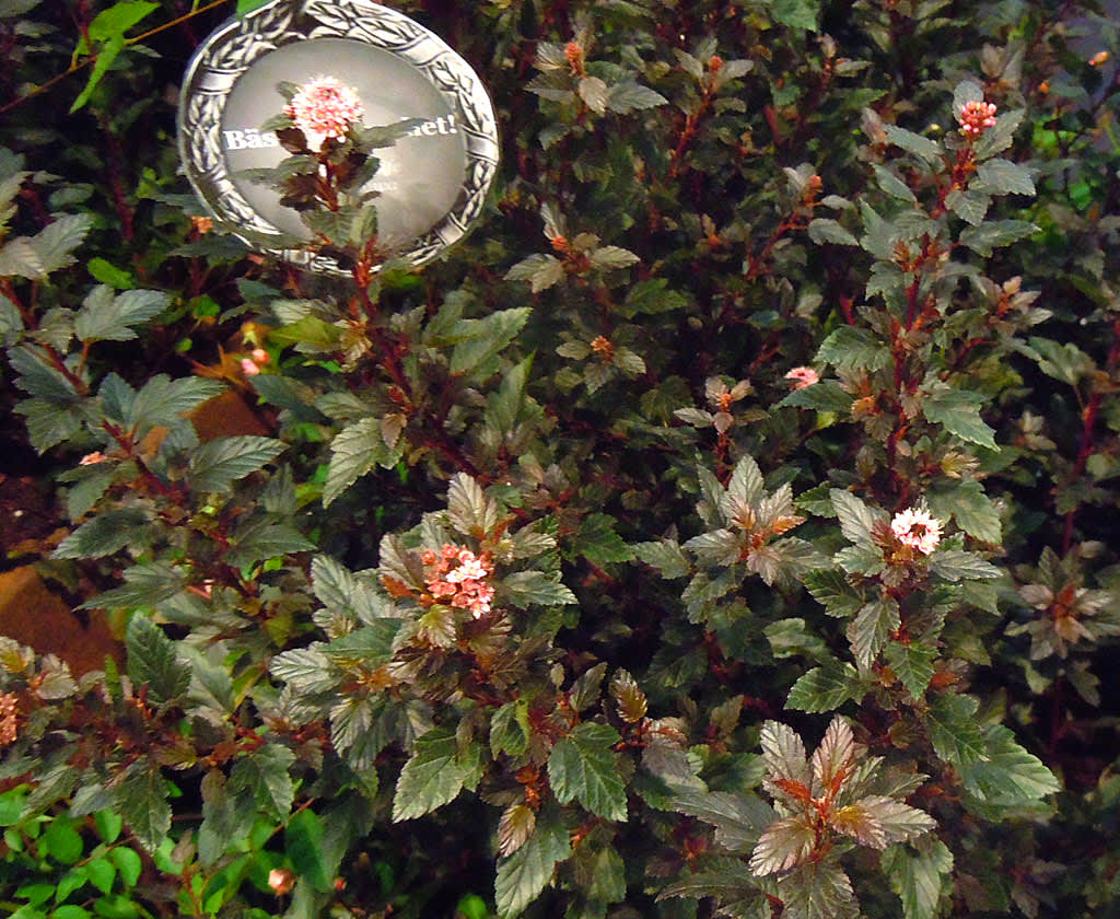 Splendor: _Physocarpus_ 'Little Devil'.
Foto: Sylvia Svensson