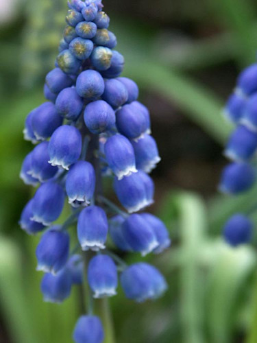 _Muscari armenicum_, armenisk pärlhyacint.