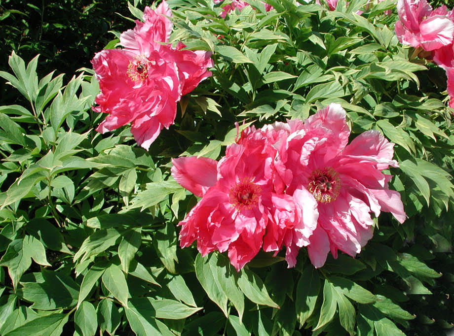 Buskpion, _Paeonia suffruticosa_.
Foto: Sylvia Svensson