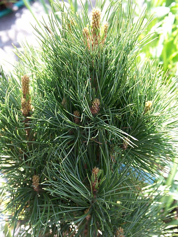 _Pinus mugo_, bergtall.
Foto: Sylvia Svensson