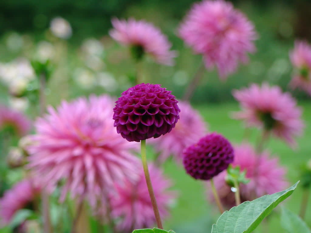 Om du planterar sommarblommande knölar och lökar fylls din trädgård av färg på ett kick. 