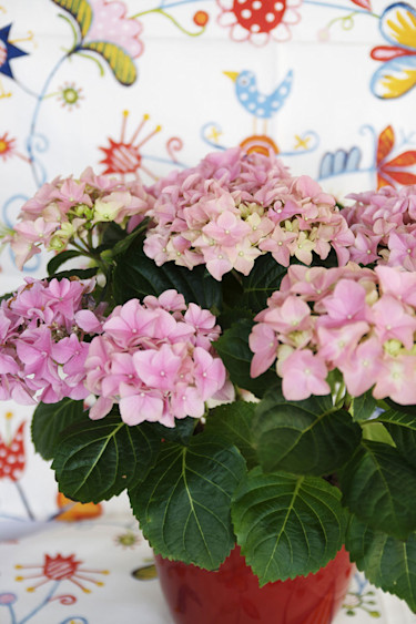 Hortensia, _Hydrangea macrophylla_. Foto: Blomsterfrämjandet-
