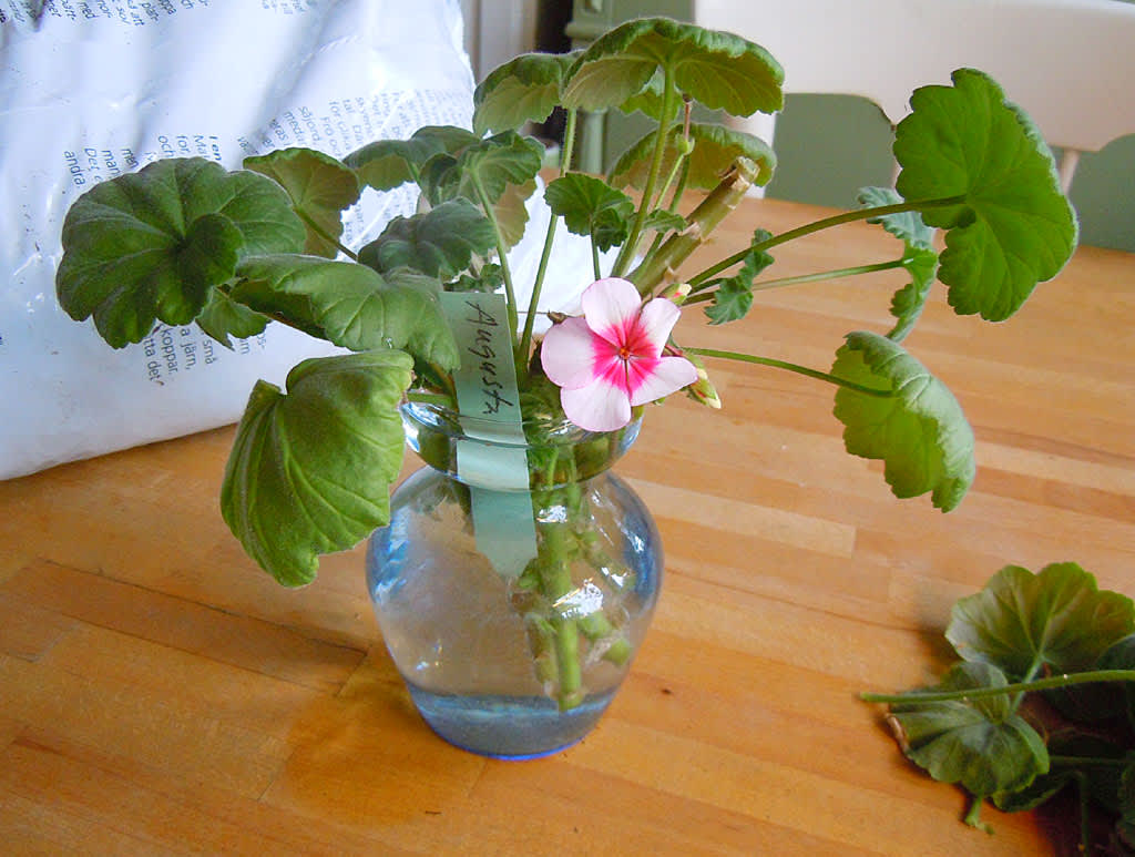 Pelargonsticklingar i vatten. Glöm inte namnlappen! Foto: Bernt Svensson