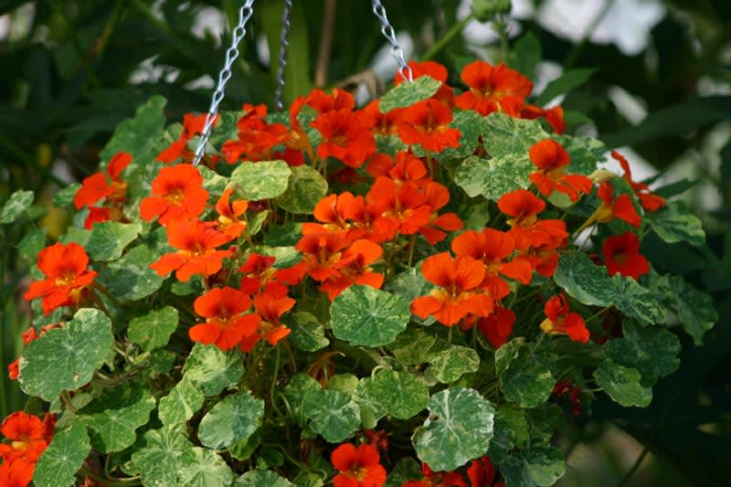 _Nasturtium majus_ 'Orange Trojka'.
Foto: T&M