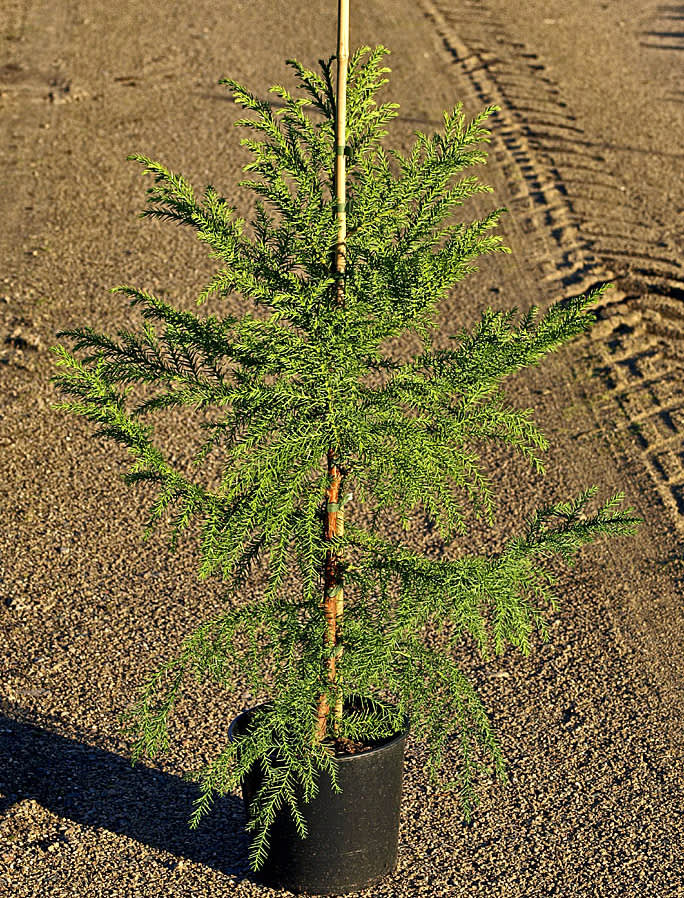 Cypressläktingen kryptomeria, _Cryptomeria japonica_ fk Göteborg, kallas även japansk ceder. Foto: Bo Andersen, Splendor Plant