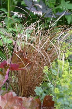 Kopparstarr, _Carex buchananii_, i perennrabatten. 
Foto: Blomsterfrämjandet