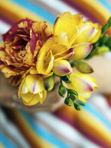 Freesia, _Freesia x hybrida_. Foto: Lena Granefelt.