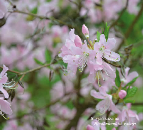 Fjärilsazalea, _Rhododendron vasseyi_, ingår i Mästarrabatten 2013. Foto: Mästarrabatten
