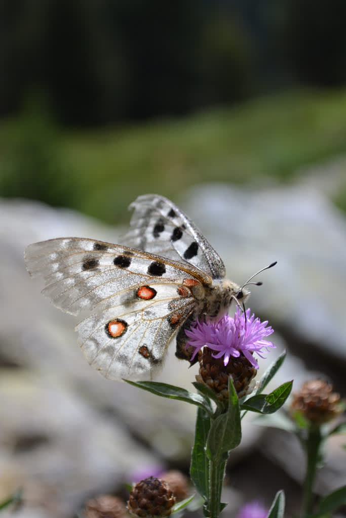 Fjärilar trivs i värme. Foto: Blomsterfrämjandet