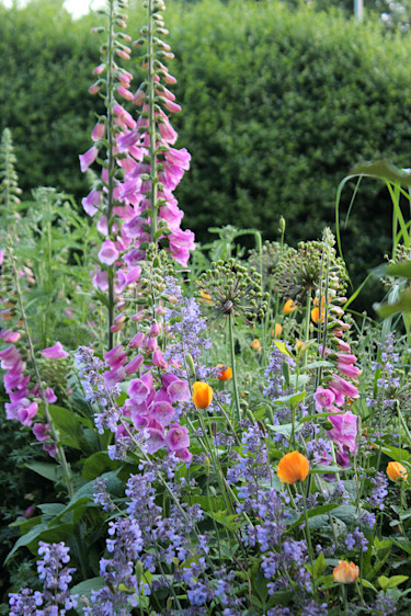 Fingerborgsblomma, vallmo och nepeta // Foto: Anna Theorin