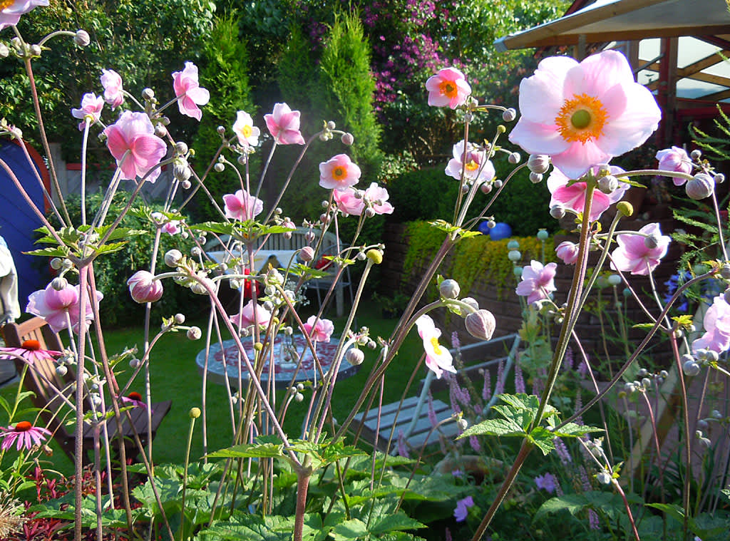 Höstanemon, anemone hupehensis. Foto: Sylvia Svensson