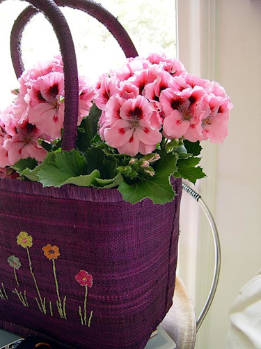 Engelsk pelargon, _Pelargonium x domesticum_. Foto: Blomsterfrämjandet.