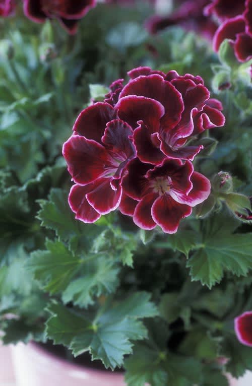 Engelsk Pelargon Aristo Beauty. Foto: Blomsterfrämjandet.