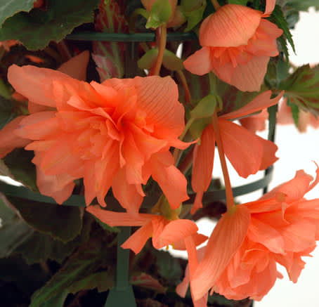 Dags att tänka på övervintring av begonia, här _Begonia x tuberhybrida_ Pendula, 'Gubben och Gumman. Foto: Blomsterfrämjandet/MästerGrön