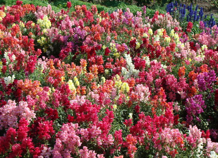 Ett hav av lejongap får representera färgprakten hos de blommande kaktusarna.