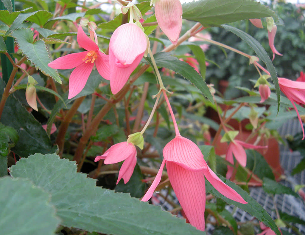 Boliviabegonia, _Begonia boliviensis_, 'Pink'. Foto: Sylvia Svensson