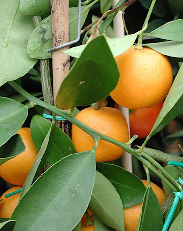 _Citrus x microcarpa_, kalamondin.