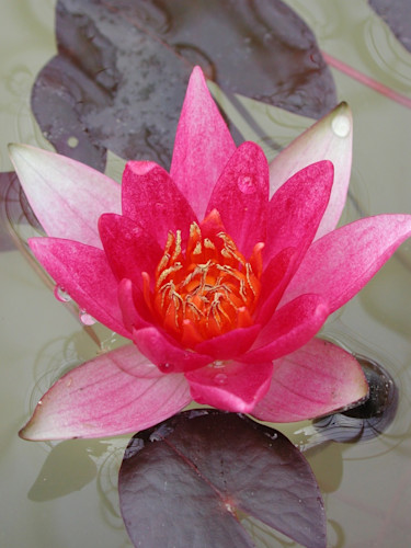 _Nymphaea laydeckeri lilacina_, dvärg- näckros för plantering i tunna eller kärl.