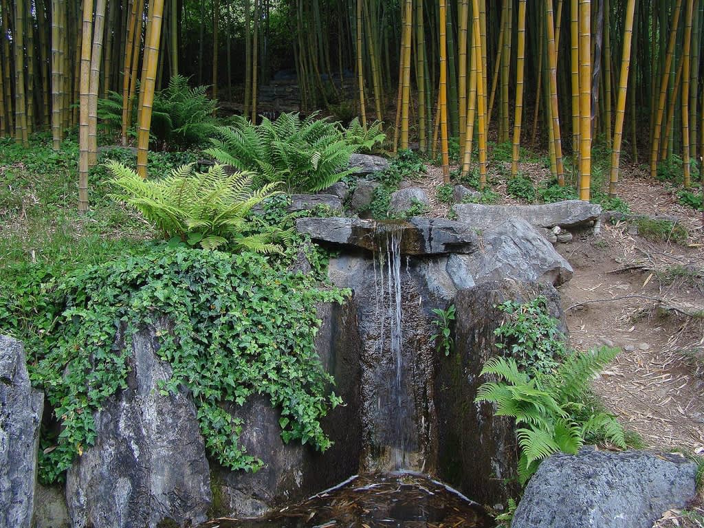 Bambu. Här finner man 3 000 kvm med minst 25 olika sorter av bambu planterade enligt japanska principer och tekniker.