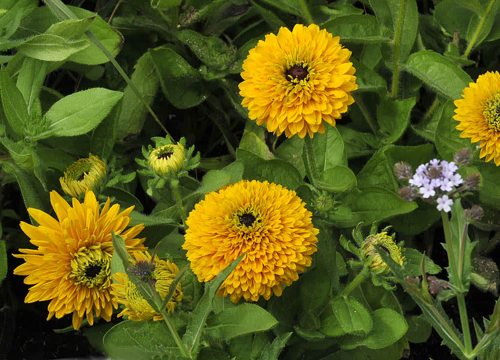 _Rudbeckia hirta_ var. _pulcherrima_ 'Maya'.
Foto: Bernt Svensson