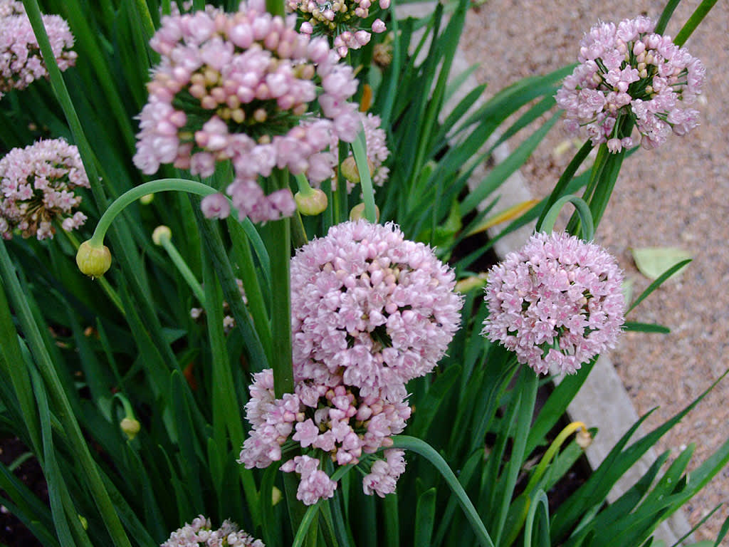 Blommor hos _Allium nutans_, sibirisk kantlök. Foto: Sylvia Svensson