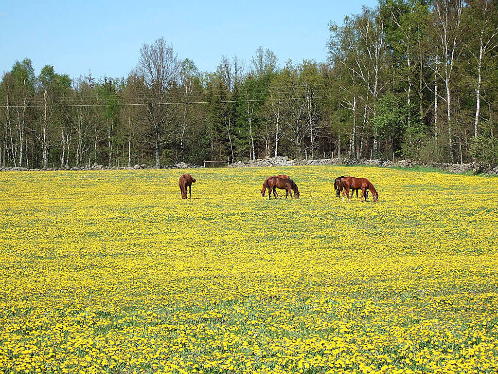 Ett sådant här maskrosfält kan innehålla många olika småarter av _Taraxacum_.
Foto: Sylvia Svensson
