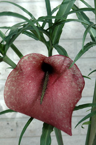 Fläckig drakkalla, _Dracunculus muscivorus_. Foto: Ingemar Johansson.