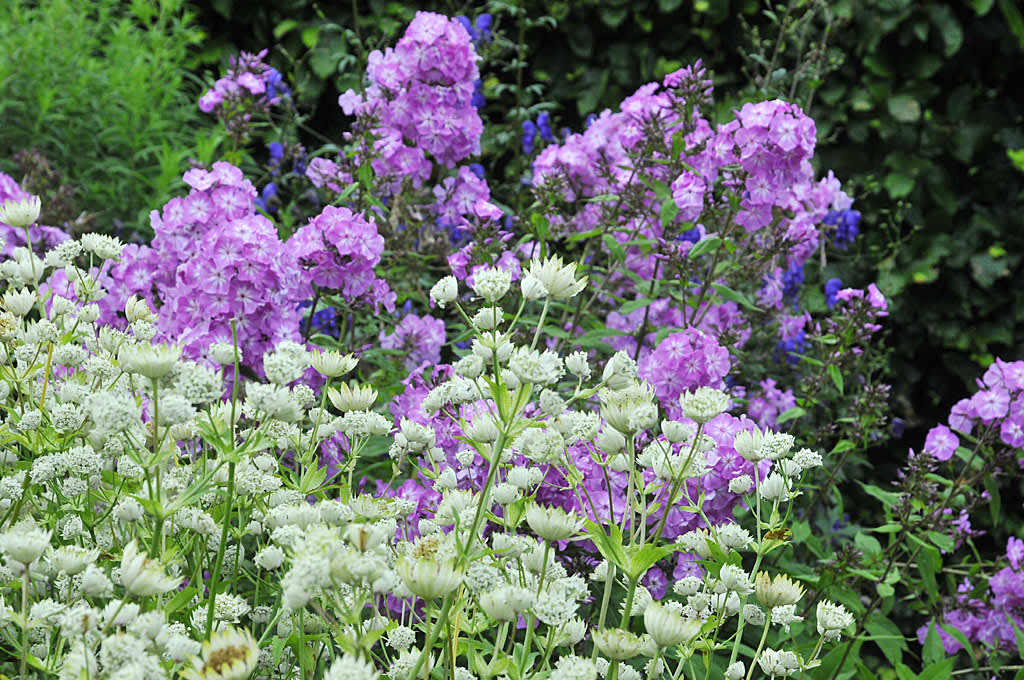 Stjärnflocka och höstflox, Phlox paniculata 'Amethyst', foto Sylvia Svensson