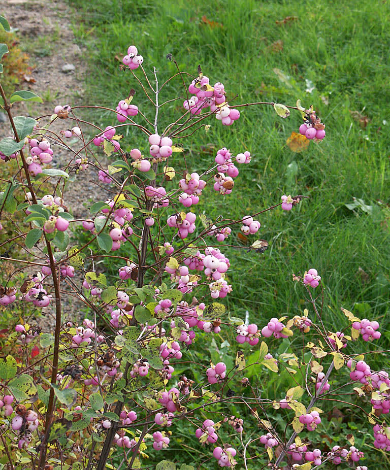 En rosa variant av **snöbär**, _Symphoricarpos x doorenbosii_ 'Mother of Pearl'.
Foto: Bernt Svensson
