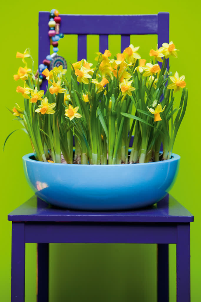 Narcissus 'Tête-à-tête' mot en färgstark bakgrund. Foto: Blomsterfrämjandet