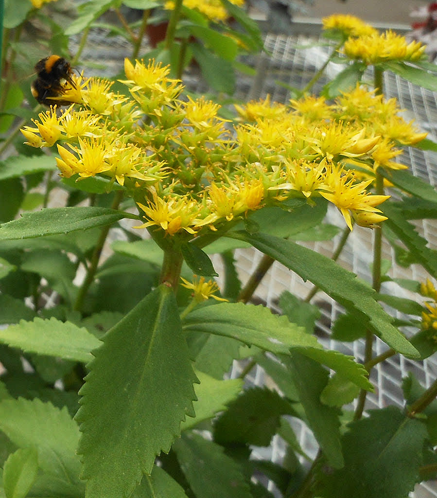 Fetblad, _Sedum aizoon_, med intresserad humla. Foto: Sylvia Svensson