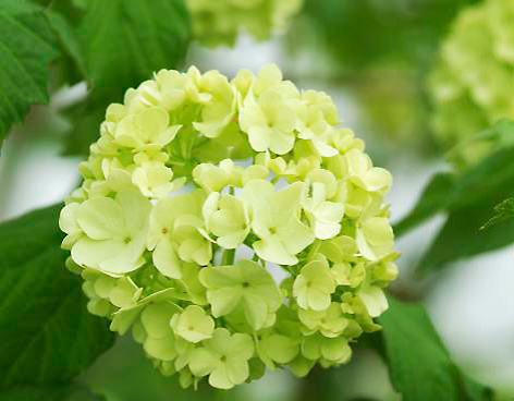 Som nyutslagna är snöbollsbuskens blommor fräscht limegröna och används ofta i blomsterarrangemang och buketter. 