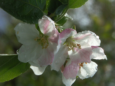 Appelblom