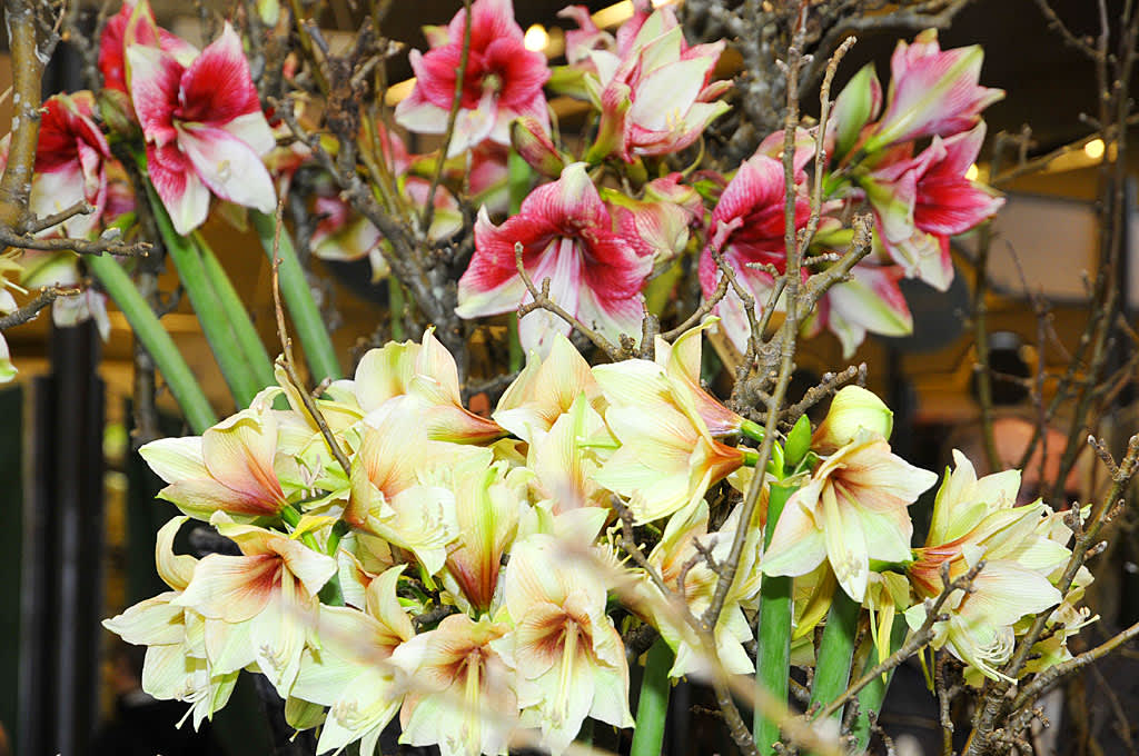 Snittamaryllis 'Mocca' och 'Charisma' enkelt arrangerade med fruktträdskvistar
Foto: Bernt Svensson
