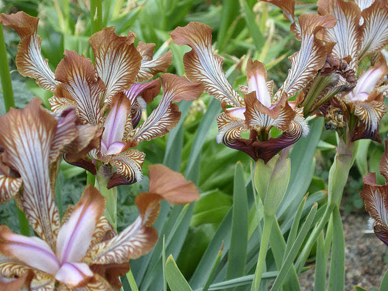 _Iris stolonifera_.