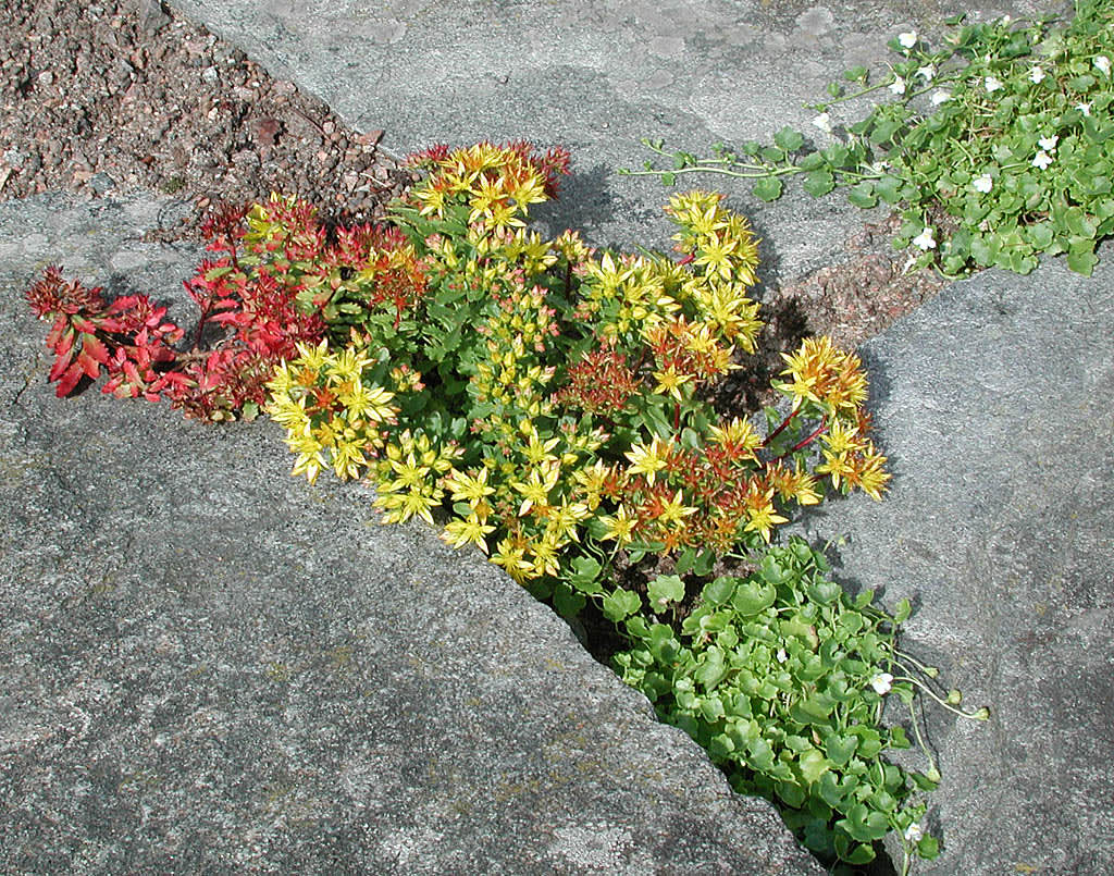 Sibiriskt fetblad, _Phedimus hybridus_, med vit murreva.
Foto: Sylvia Svensson