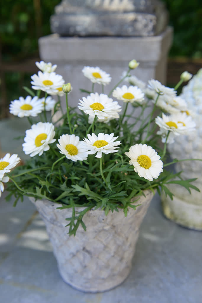 Marguerit är en klassisk sommarblomma som blommar länge. Foto: Floradania