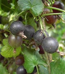 Jostabär, _Ribes nigrum × uva-crispa_, − smakar som krusbär och svarta vinbär i ett!  Foto: Wikipedia