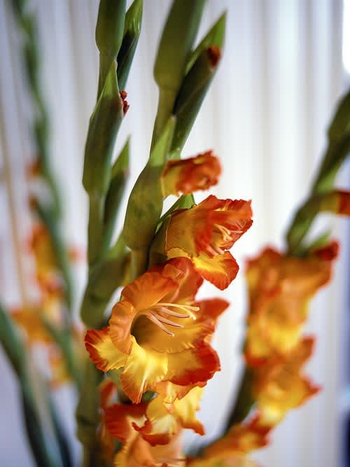 Gladiolus. Foto: Lena Granefelt.