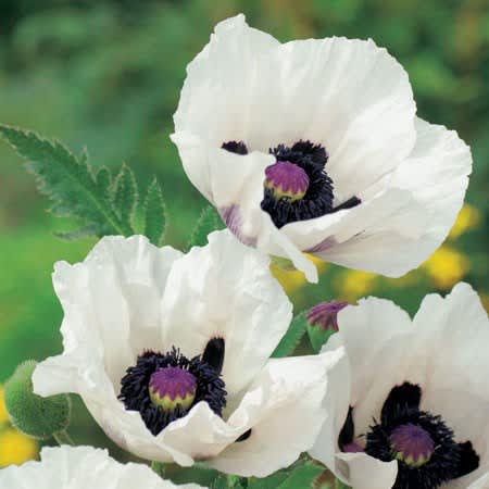 Jättevallmo, Papaver orientale ’Royal Wedding’ 