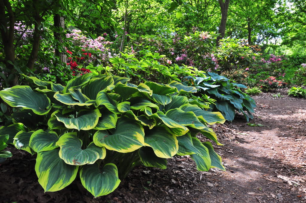 Funkior i woodlandmiljö med bl.a. rododendron