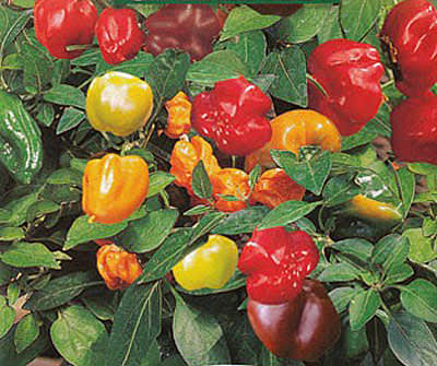 Paprika 'Minimix'. Foto: Mr. Fothergill's