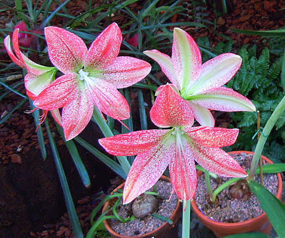 _Hippeastrum pardinum_, panteramaryllis. Dock inte mammas...
Foto: Sylvia Svensson
