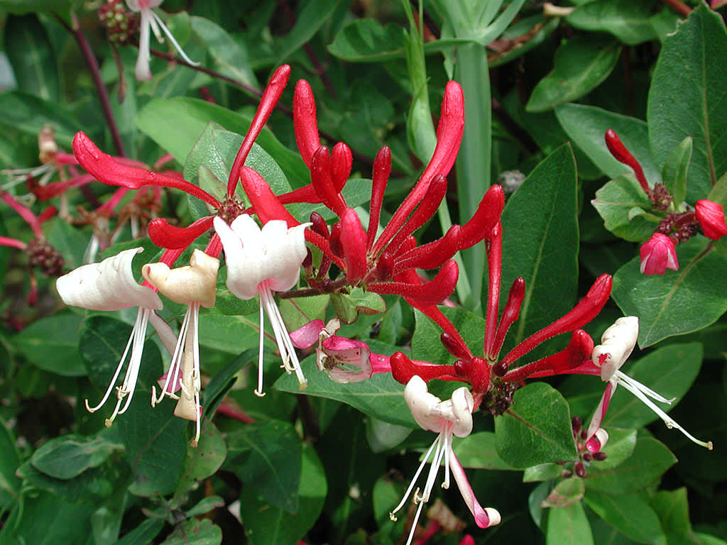 Vildkaprifol, _Lonicera perichlemenum_ 'Loly'. Foto: Sylvia Svensson