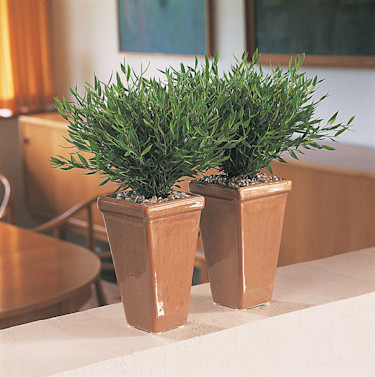 Gallergräs, _Pogonatherum paniceum_.