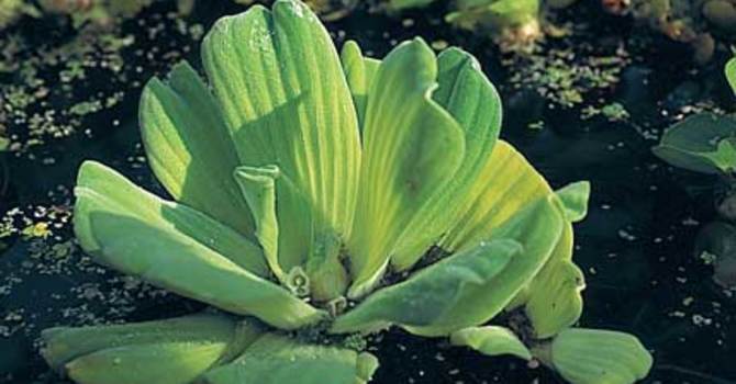 Musselblomma, flytväxt.